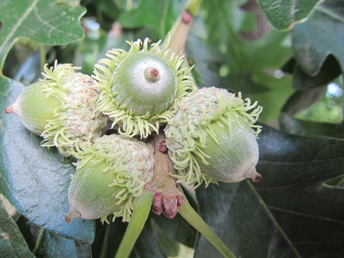 Acorns as Food