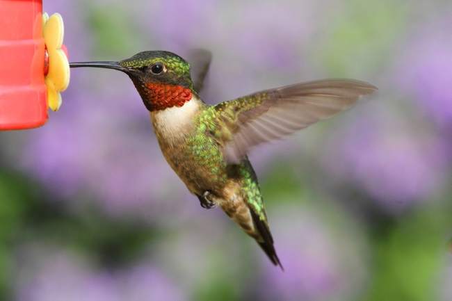 Homemade Hummingbird Food 3 Ways To Save Time Money The Grow Network,Pet Lizard Habitat