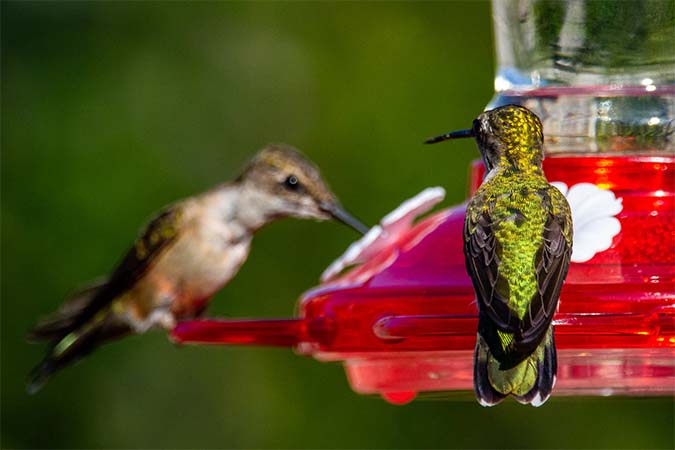 Homemade hummingbird food: How to save time and money making it (The Grow Network)
