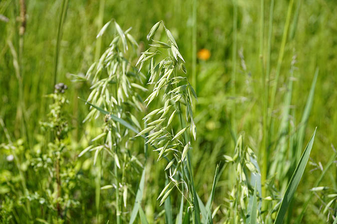 Oats used for medicinal purposes should be harvested in the milky oats stage. (The Grow Network)