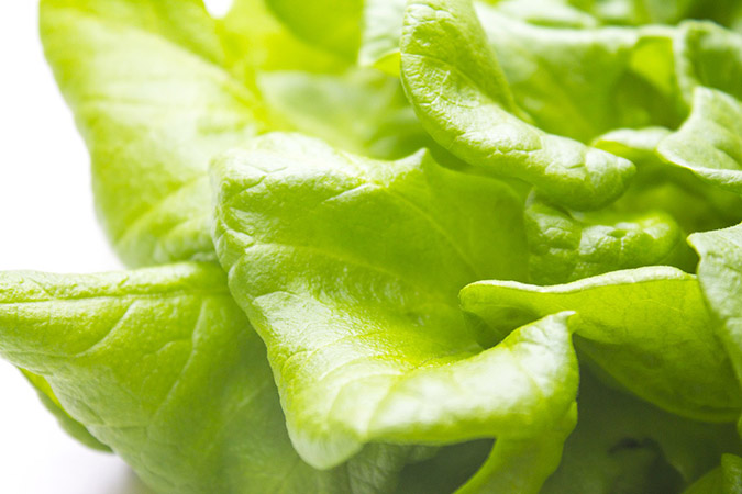 Oak leaf lettuce thrives in heat and drought. (The Grow Network)