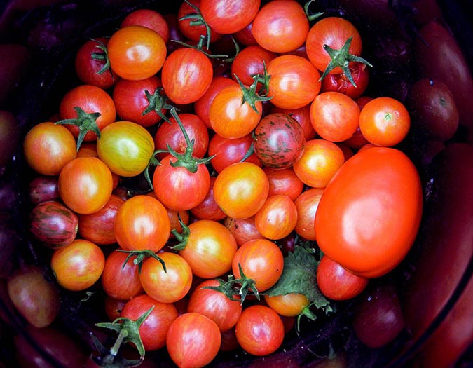 Top tomato-growing tips from the experts (The Grow Network)