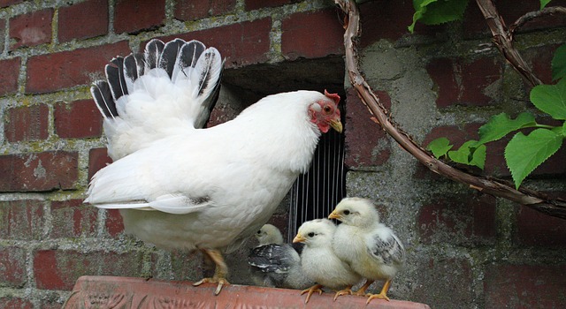 Reasons to Keep Backyard Chickens