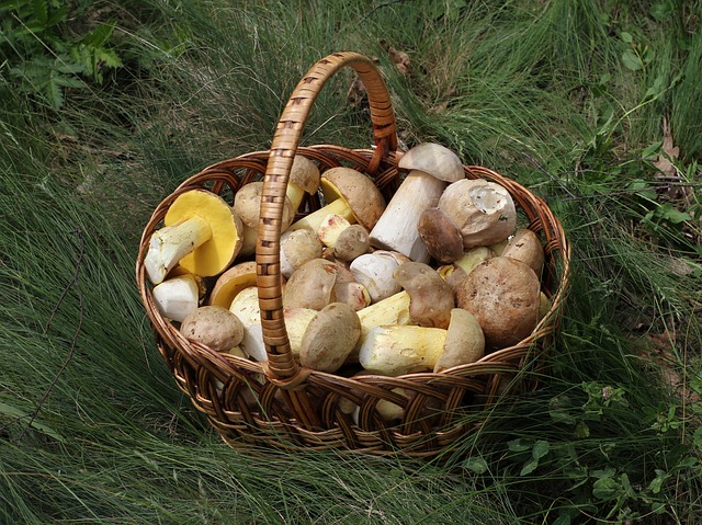 Bolete Mushrooms