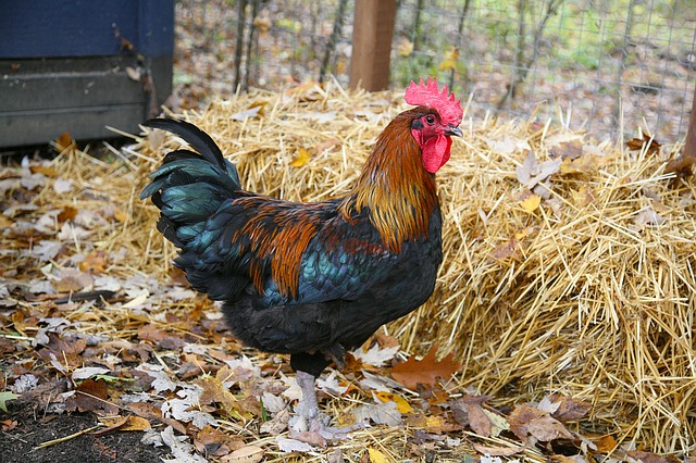 Reasons to Keep Backyard Chickens - Garden Helpers (When You Respect Their Inherent Needs)