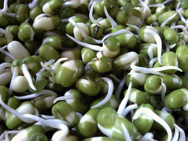 Uses for Dried Beans and Peas -- Sprouting