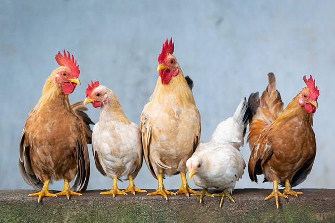 5 Reasons to Keep Backyard Chickens (The Grow Network)