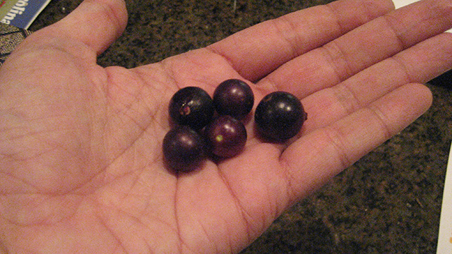 How to find wild grapes, like these in my hand (The Grow Network)