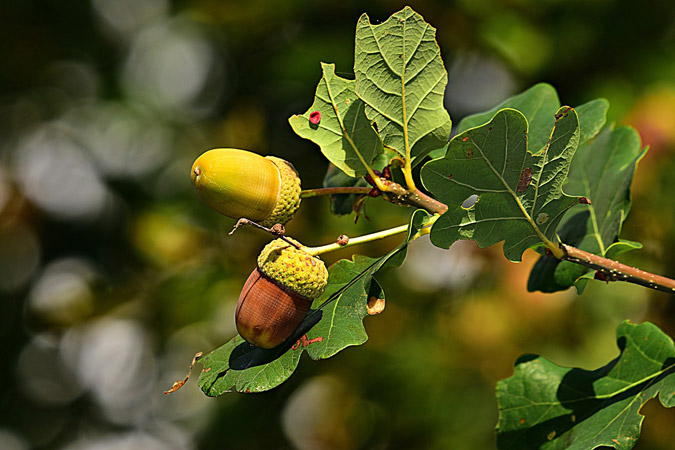 How to Eat Acorns: The Absolute Easiest Way