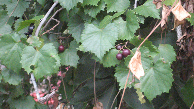How to find wild grapes (The Grow Network)