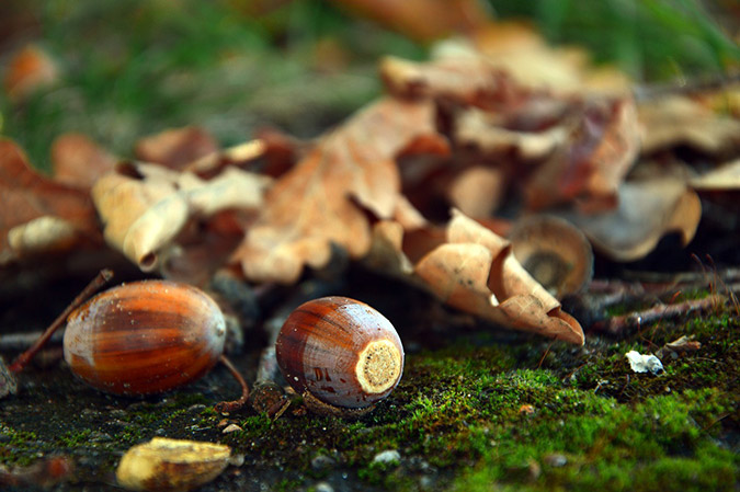 Processing acorns yields a nutty, rich flavor synonymous with fall. (The Grow Network)