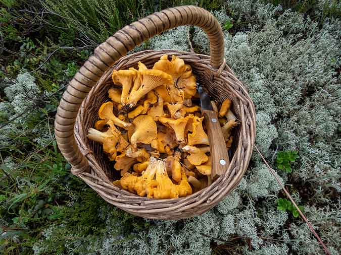 How to mushroom forage safely (The Grow Network)