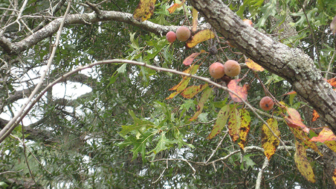 How_To_Use_Wild_Persimmons-American_Persimmons-Persimmon_Bread_Recipe-The_Grow_Network