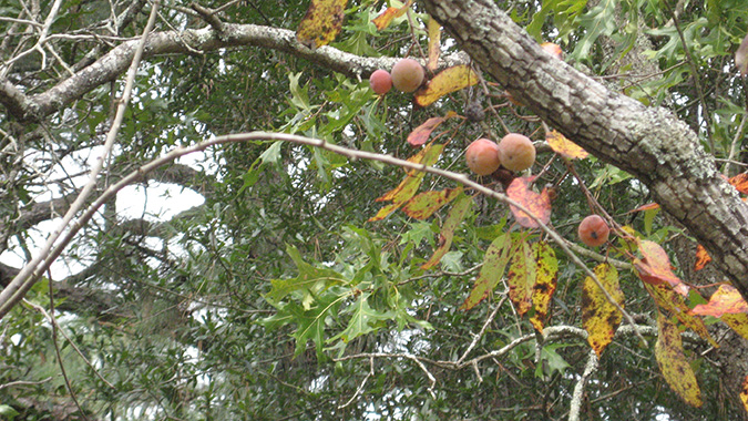 persimmon recipe from clarke washington emc magazine