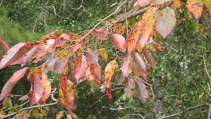 persimmon recipe from clarke washington emc magazine