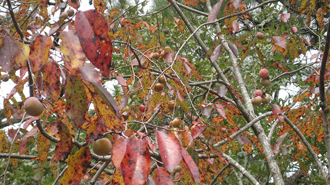 How_To_Use_Wild_Persimmons-American_Persimmons-Persimmon_Bread_Recipe-The_Grow_Network