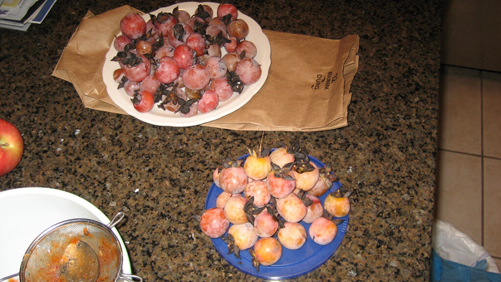 How_To_Use_Wild_Persimmons-American_Persimmons-Persimmon_Bread_Recipe-The_Grow_Network
