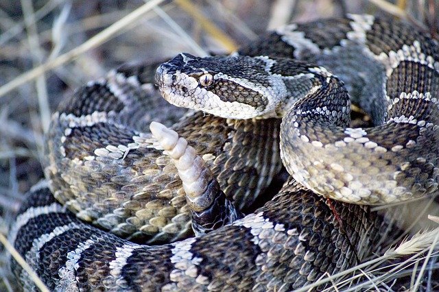 How_To_Eat_Snakes-How_To_Hunt_Snakes-Avoid_Venomous_Snakes-The_Grow_Network