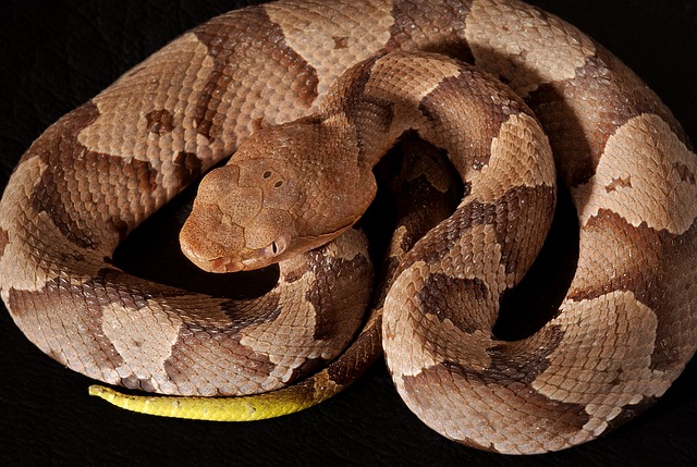 How_To_Eat_Snakes-How_To_Hunt_Snakes-Avoid_Copperheads-The_Grow_Network
