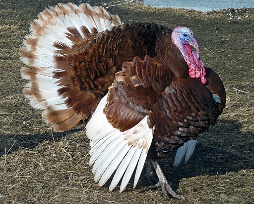 Is_Pastured_Turkey_Worth_The_Cost-The_Grow_Network-Bourbon_Red_Turkey