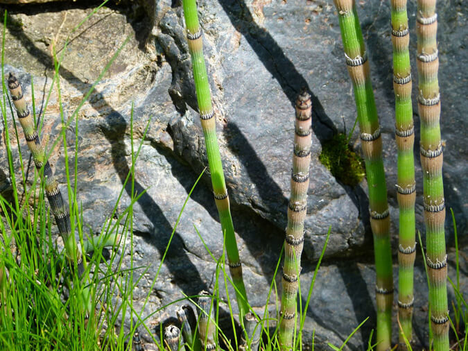 Careful identification of the correct Equisetum species is important since not all horsetails are equally safe. (The Grow Network)