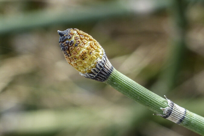 Equisetum hyemale produces reproductive spores on its pinecone-like tip. (The Grow Network)
