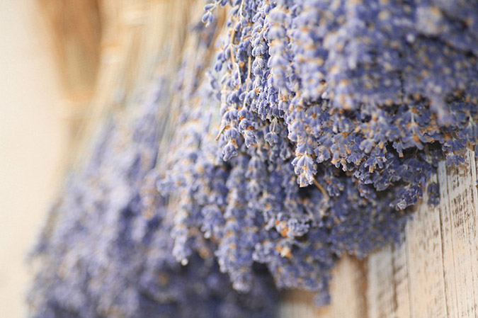 Did you know that the sun will alter lavender's color as it dries? (The Grow Network)