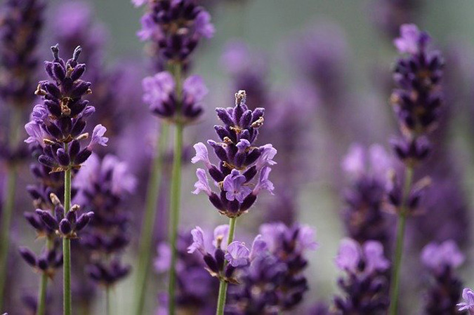 The easiest way to reap lavender's benefits at home is to grow it in a pot. (The Grow Network)