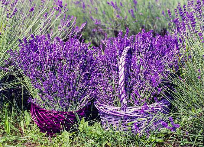 10 Lavender Benefits Plus Hints on Growing This Fragrant Friend at Home