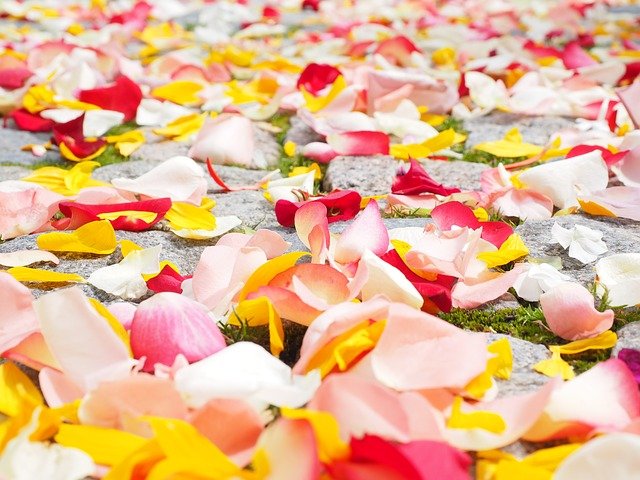 How to Dry Rose Petals Story - Little Yellow Wheelbarrow