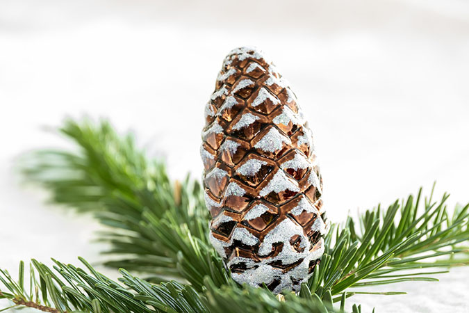 How to Eat a Pine Tree Year-round - Pine Needle Tea and Male Cones - The Grow Network