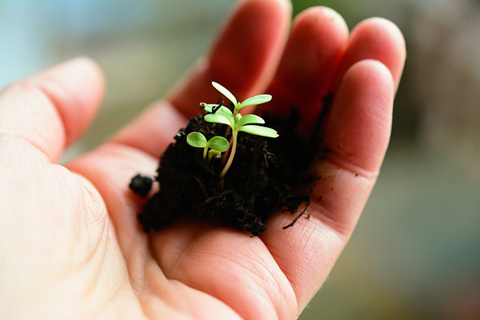 Planting by the Moon - Better Germination Rate - The Grow Network