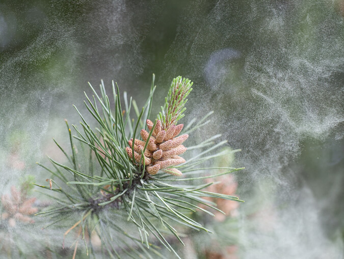 How to use pine pollen (The Grow Network)
