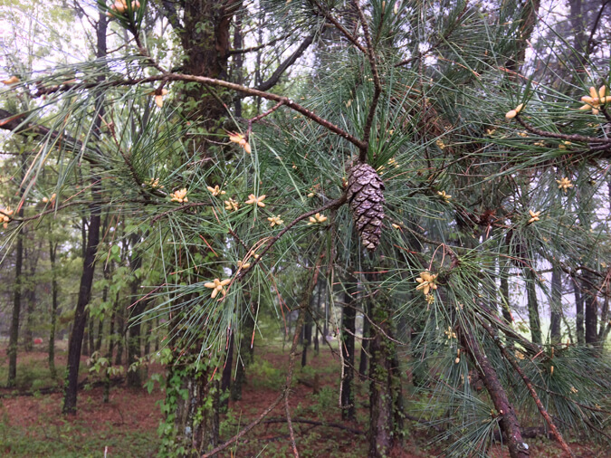 Eat pine trees - how to make pine needle tea (The Grow Network)