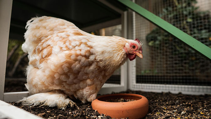 Chicken Breeds for Cold Climates: Cochins have extra feathering that increases their cold tolerance by a few degrees (The Grow Network)