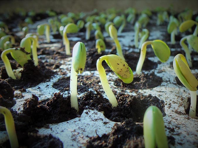 How to Start Seeds Like a Professional Grower