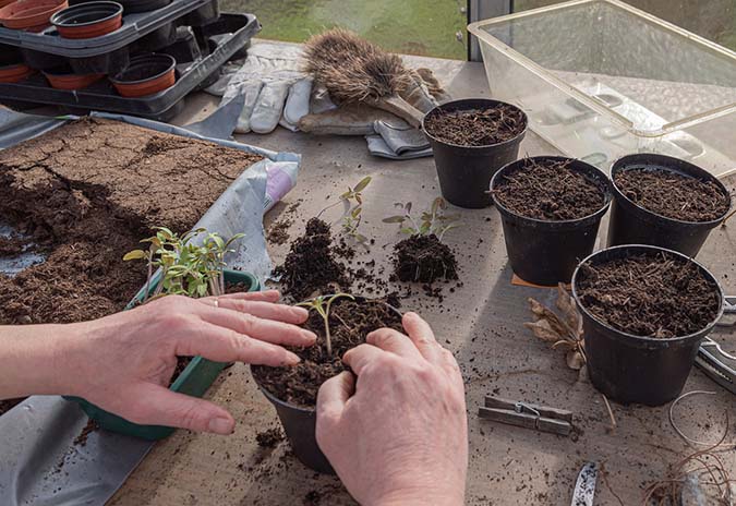 Start seeds in living soil