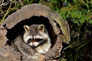 Can you safely eat a raccoon? The Grow Network