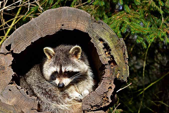 Can you safely eat a raccoon? The Grow Network
