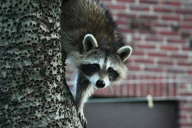 Is it safe to eat a raccoon? The Grow Network