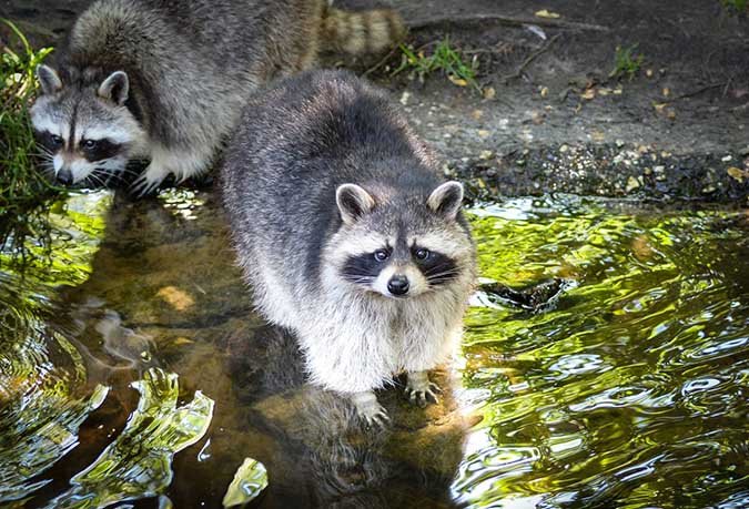 It is safer to eat rural raccoons than urban raccoons - The Grow Network