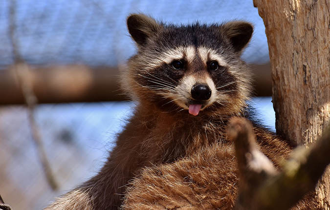 Should you eat a raccoon? The Grow Network