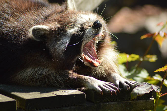 Should you be concerned about rabies when you eat a raccoon? The Grow Network