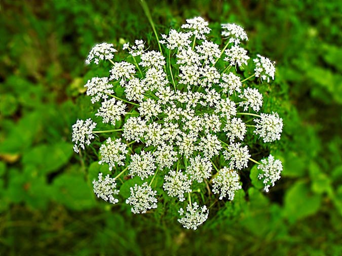 The hemlock flower grows in clusters and differs distinctly from the mugwort flower. (The Grow Network)