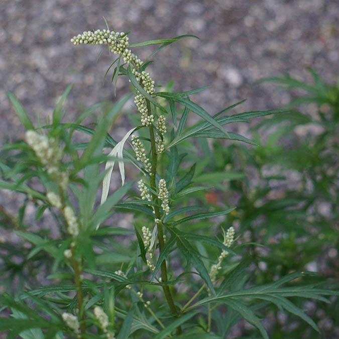 In temperate climates, mugwort grows wild in fields, uncultivated areas, and even your own backyard. (The Grow Network)