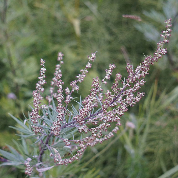 The color of the mugwort flower and its raceme formation make for easy identification. (The Grow Network)