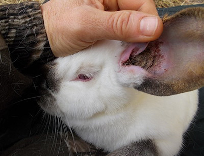 How to Treat Rabbit Ear Mites