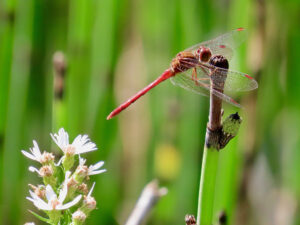 Equisetum hyemale can be a dramatic landscape addition. (The Grow Network)