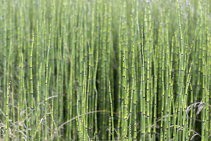 Equisetum hyemale (a.k.a. rough horsetail) is a resilient, water-loving perennial. (The Grow Network)