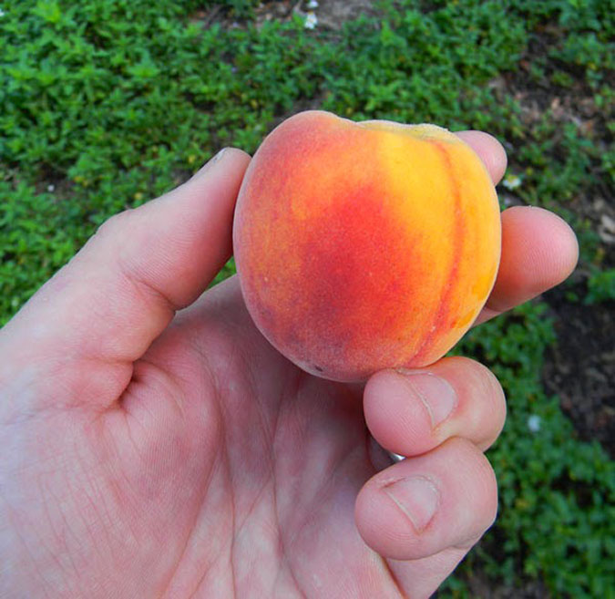 Growing a peach tree from seed often results in more vigorous production. (The Grow Network)